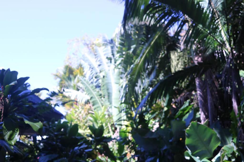 Beauty Tiny Walk To Sea Villa Port Douglas Eksteriør billede